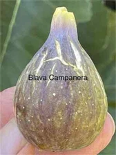 Blava Campanera Cutting, At Least 3 Nodes and Over 8 Inches Long