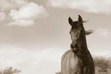 The Bay Mare II, Barry Hart, Art Print Poster 11" x 14"     2216