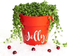 Succulents | Winter Home Collection | Hand Painted Holiday Terracotta Planter...