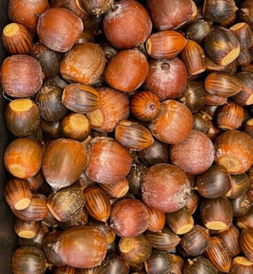 Red/White/Pin/Sawtooth Oak Acorns Seeds Planting Decor Wild Feed