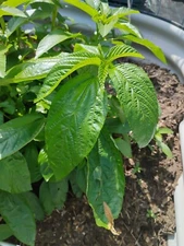 Organic Jute Seeds(big leaf)/Ewedu/ Egyptian Spinach Seeds, 500seeds