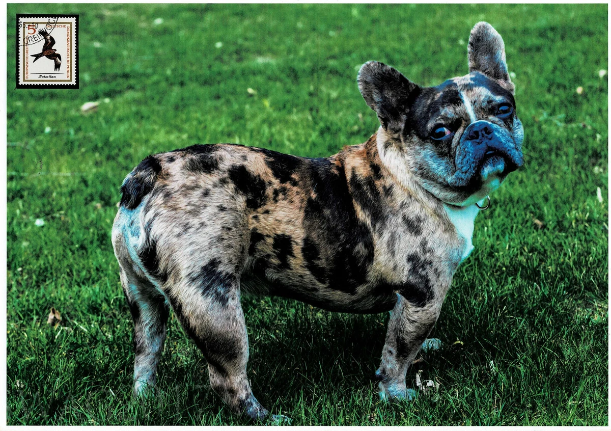 Französische Bulldogge Schmuckblatt 2.2
