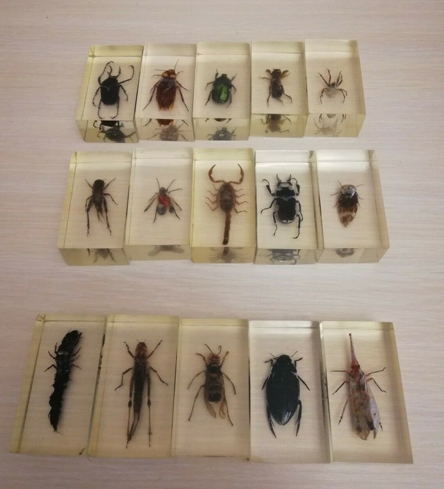 100% Full Set 15 items in box original exotic beetles real insects in ...