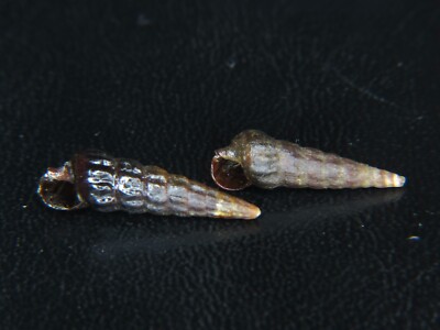 ZEACUMANTUS SUBCARINATUS: RARELY SEEN NZ SPECIES @ 19.05/16.5MM (11/82)!