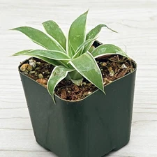 Succulent - Agave Attenuate : Ray of Light - Live Plant In 2" Pot