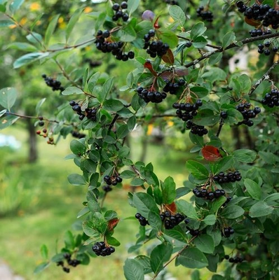 #ad Black Chokeberry Bush Seedlings Aronia Berry $26.95
