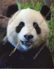 Panda Bear 8x10 Nature Photo Magnificent ! Various Sizes Available