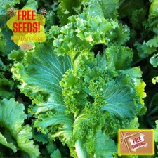 Fresh Wasabi Mustard Green Seeds | Heirloom Non-GMO | Asian Vegetable Seeds