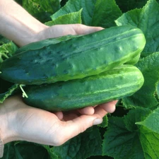 100+ Spacemaster 80 Cucumber Seeds - Heirloom - Organic - NON GMO ------- FRESH