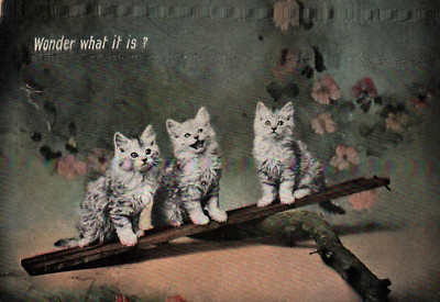 Three Kittens Cats WONDER WHAT IT IS?  Vintage 1907 Postcard