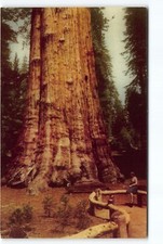 Sequoia National Park Largest Tree General Sherman CA Chrome Postcard Unposted