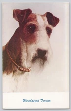 Postcard Wirehaired Terrier Dog Portrait Vintage Standard Arts