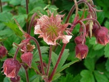 Geum rivale 'Leonard's Variety' Perennial Mid-Green Leaves  Coral 