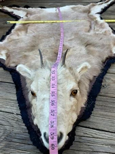 Rare,Taxidermy BIGHORN SHEEP Ewe, Double Felted Rug,Complete with Head and Feet 
