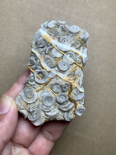 64g Cambrian period Crinoid Geologic rock specimen - Photo 1 sur 10