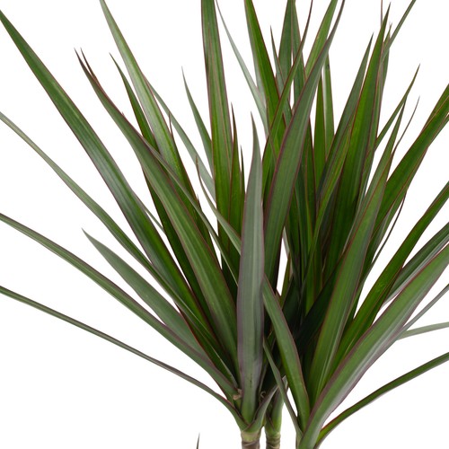 Dragon Tree Large Indoor House Plant Real Evergreen Tall Exotic Big Rare Plants - Picture 18 of 29