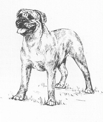 Bullmastiff #2 - CUSTOM MATTED - 1963 Vintage Dog Art Print 0507 CLD