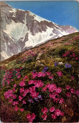 Postcard Primula minama Fairy Primrose Primula glutinosa Sticky Primrose   14020