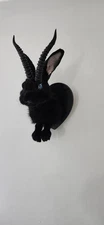 Shoulder Mount Black Jackalope, Rabbit Taxidermy