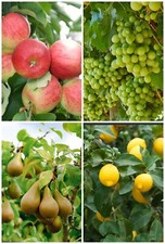 15 FRUIT TREE SEEDS-APPLE SEEDS,GREEN GRAPE SEEDS,PEARS SEEDS, LEMON TREE