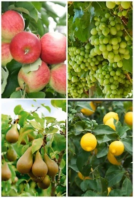 15 FRUIT TREE SEEDS-APPLE SEEDS,GREEN GRAPE SEEDS,PEARS SEEDS, LEMON TREE SEEDS