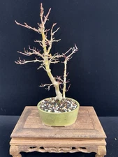 Seed-Grown Japanese Maple Bonsai – ~10 Years Old | Compact | Willow Bonsai Pot