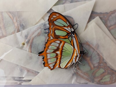 LOT OF 10 SIPROETA STELENES AMAZING COLORS WINGS CLOSED 
