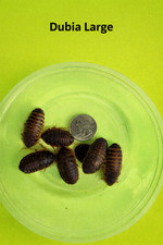 Live Dubia Roaches S/M/L Qty 50-1000| Free Shipping | Live Arrival