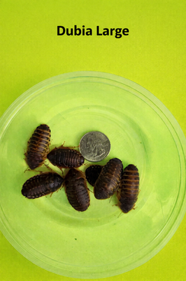 #ad Live Dubia Roaches S M L Qty 50 1000 Free Shipping Live Arrival $170.00
