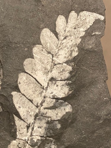 2 SIDES Extinct Fossil Fern Plant Leaf Plate St Clair Carboniferous 300 million