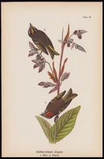 1890 Birds Pennsylvania Antique Chromolithograph Print Golden Crested Kinglet