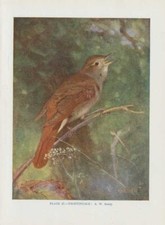 Dorngrasm&uuml;cke (Sylvia communis) FARBDRUCK von 1930 whitethroat