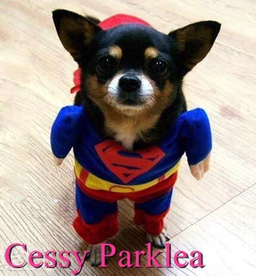 Dog in superman costume cheap