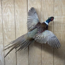 Brand New Jumbo Ringneck Rooster Pheasant Taxidermy Flying Wall Mount