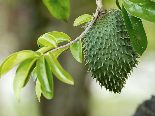 Gaviola tea - antioxidant supplement - GRAVIOLA SOURSOP TEA K-CUPS - 2 Boxes - Picture 5 of 8