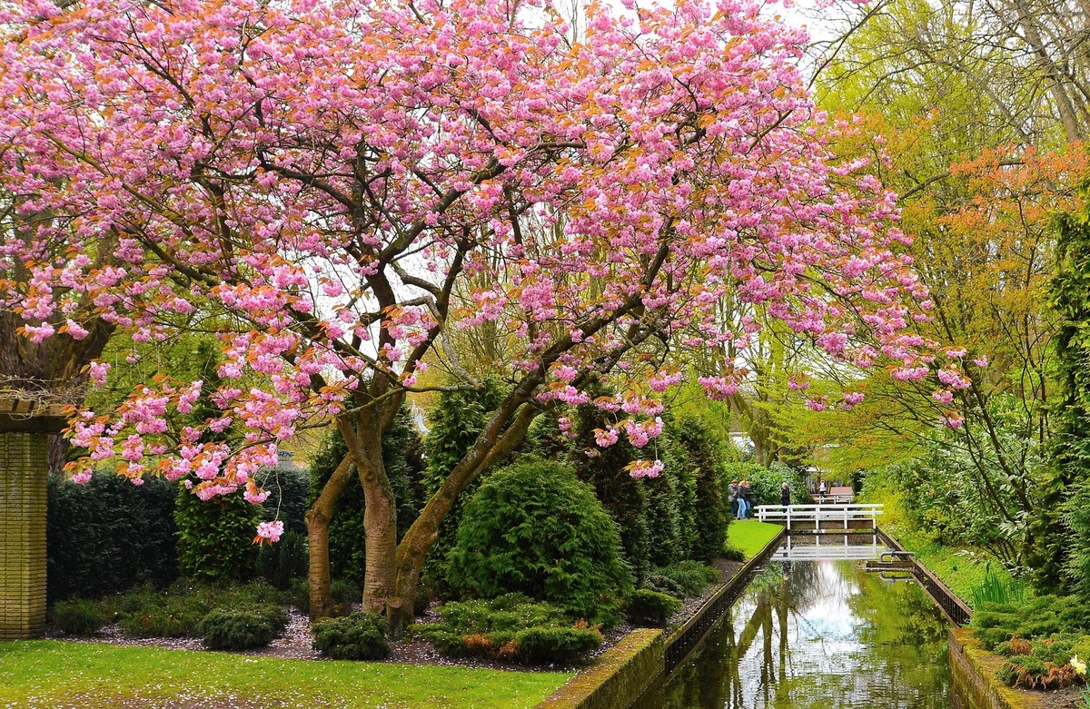 10 JAPANESE FLOWERING CHERRY Tree Oriental Prunus Serrulata Flower