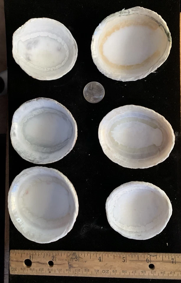 6 HUGE Hawaiian Koele Opihi (limpet) Shells - Image 2 of 4