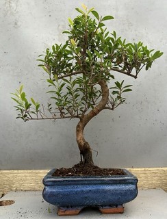 Syzygium Flowering Indoor Bonsai Tree B2U522
