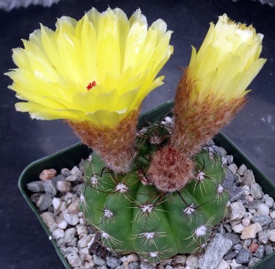 Parodia ottonis