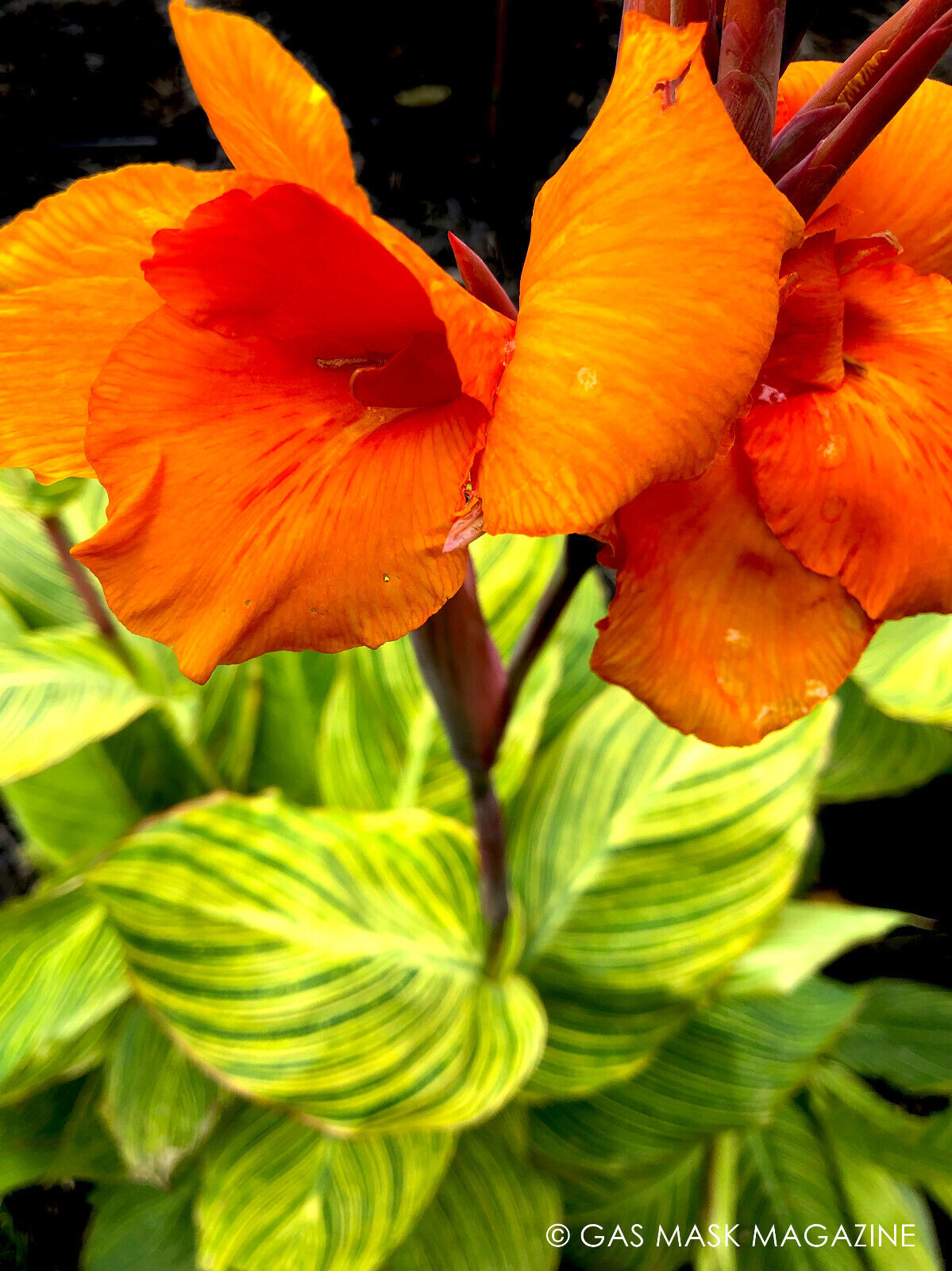 Bengal Tiger Lily