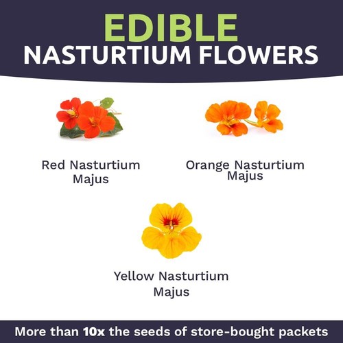 Nasturtium Seeds – Mixed Colors – Bulk Quarter Pound Bag – Over 900 Open Poll... - Picture 4 of 9
