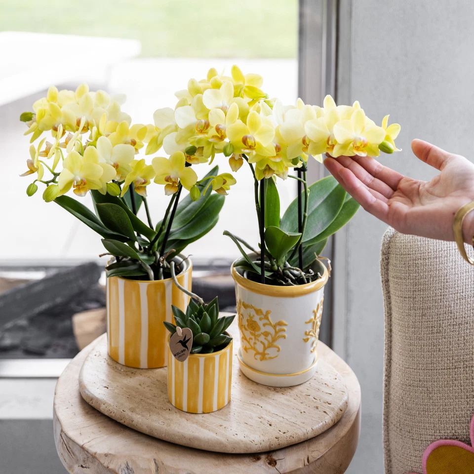 Orquídea Phalaenopsis Albenga Amarilla – con/sin maceta decorativa - Imagen 3 de 4