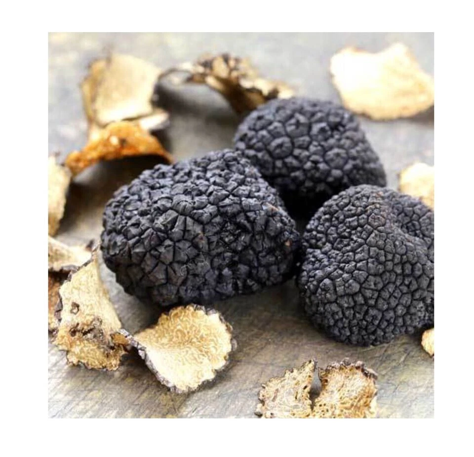 Pilzsamen PORCINI PORCINO MYCELIO Sporen