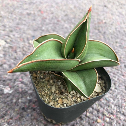 6CM Succulent Plant Sansevieria Ehrenbergii Samurai Home Garden Beautiful Plant - Picture 4 of 12