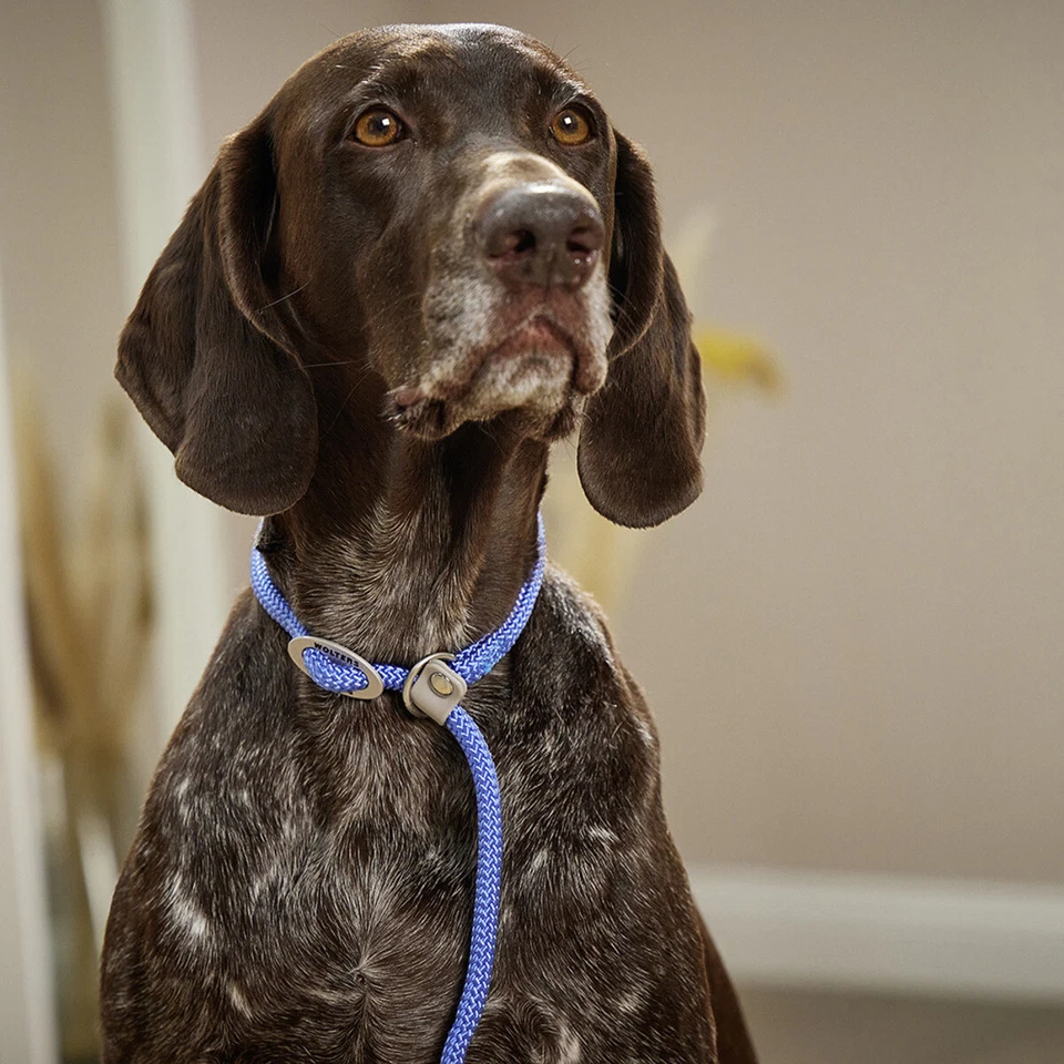 Wolters Moxonleine K2 riverside blue - Kombi Führleine Halsband für Hunde - Bild 3 von 3