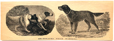 1879 English & Setter Advertisement Victorian...
