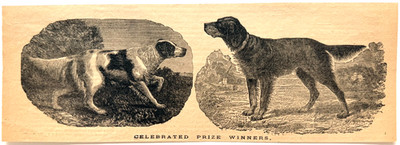 1879 English & Setter Advertisement Victorian Wood Engraving Bench Show Winners