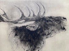 "Hirsch, röhrend" Radierung, Kurt Meyer-Eberhardt (Hanfstaengl Nachlass)