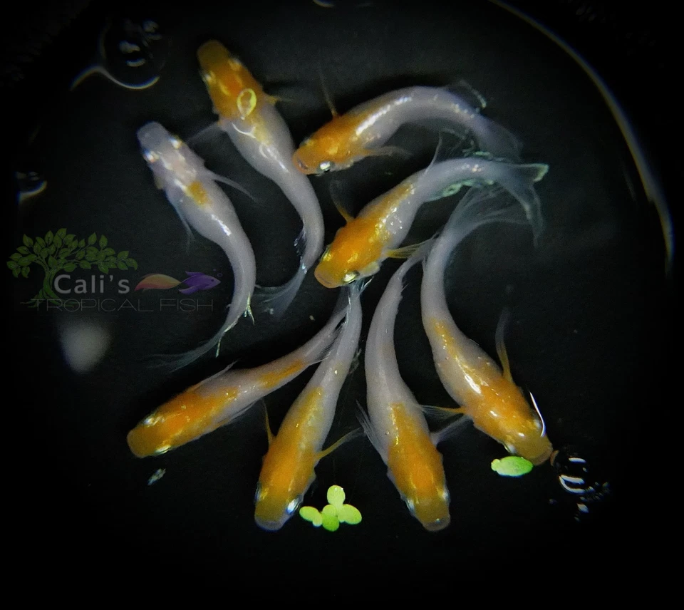 Hibiscus Long Fin 3+1 (FREE) - live medaka japanese rice fish - Image 3 of 4