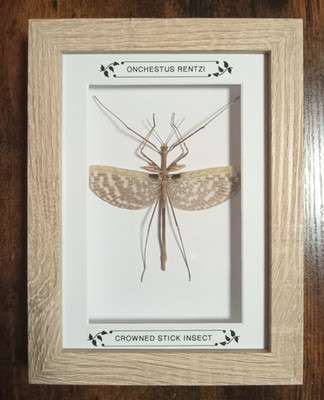 Echtes gerahmtes Stabinsekt im Holzrahmen/Taxidermie/Insekt/Entomologie Neu